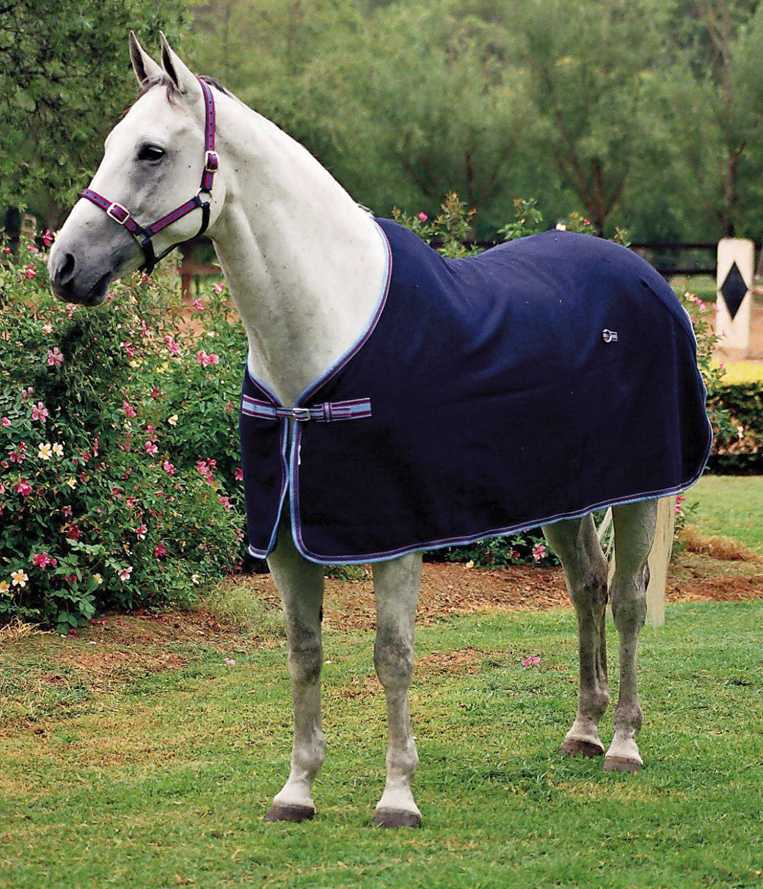 Grey horse wearing a navy fleece-look rug with white piping and striped front straps